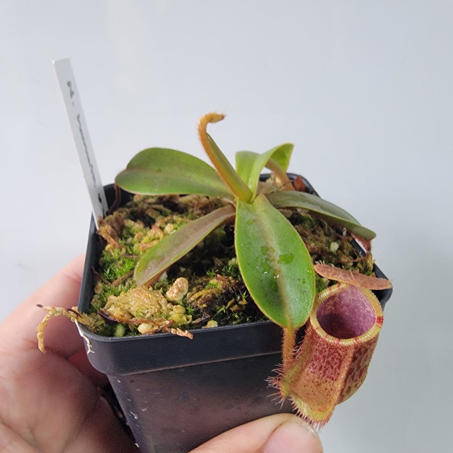 Nepenthes hamata x veitchii BE
