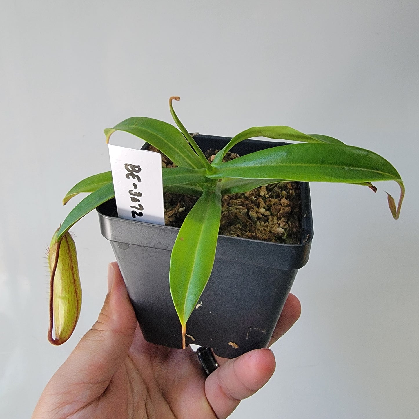Nepenthes ventricosa x hamata BE
