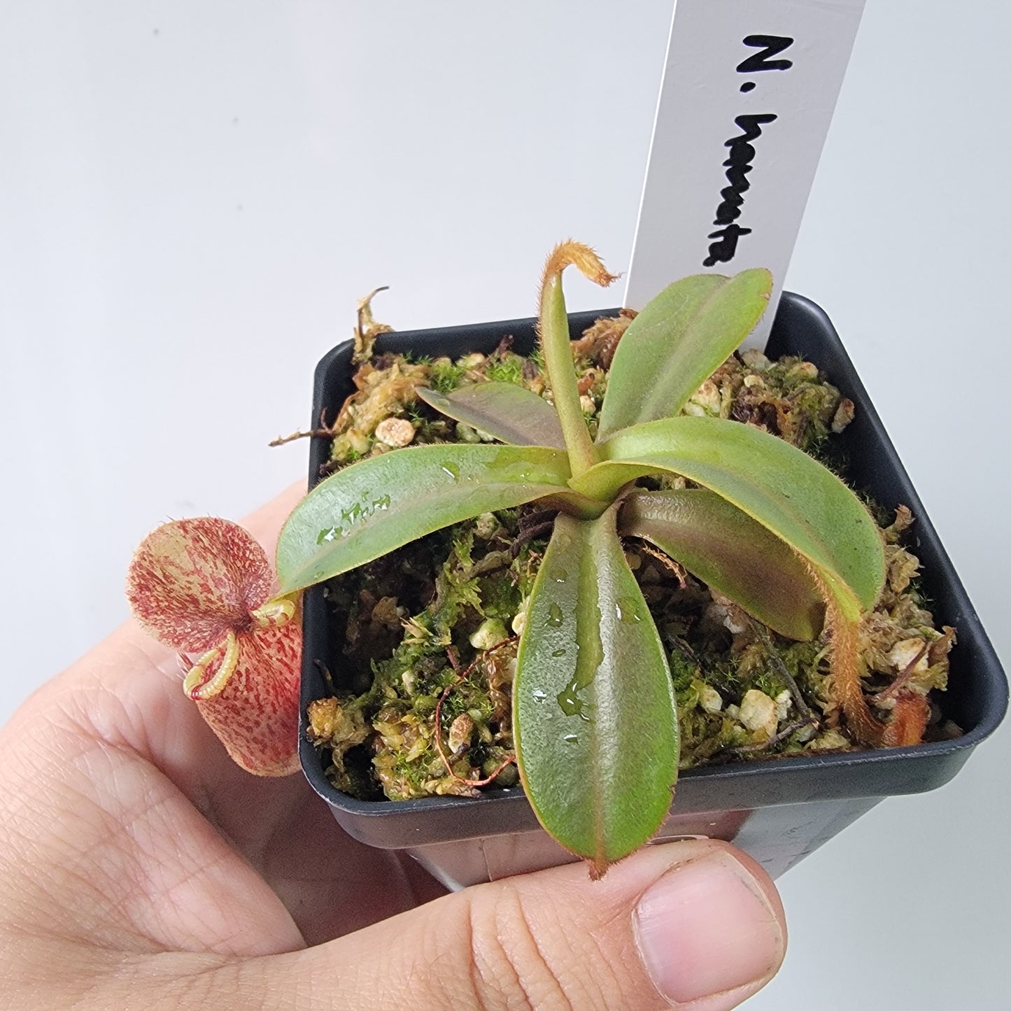 Nepenthes hamata x veitchii BE