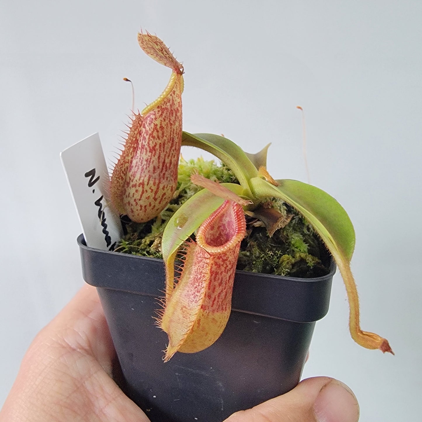 Nepenthes hamata x veitchii BE