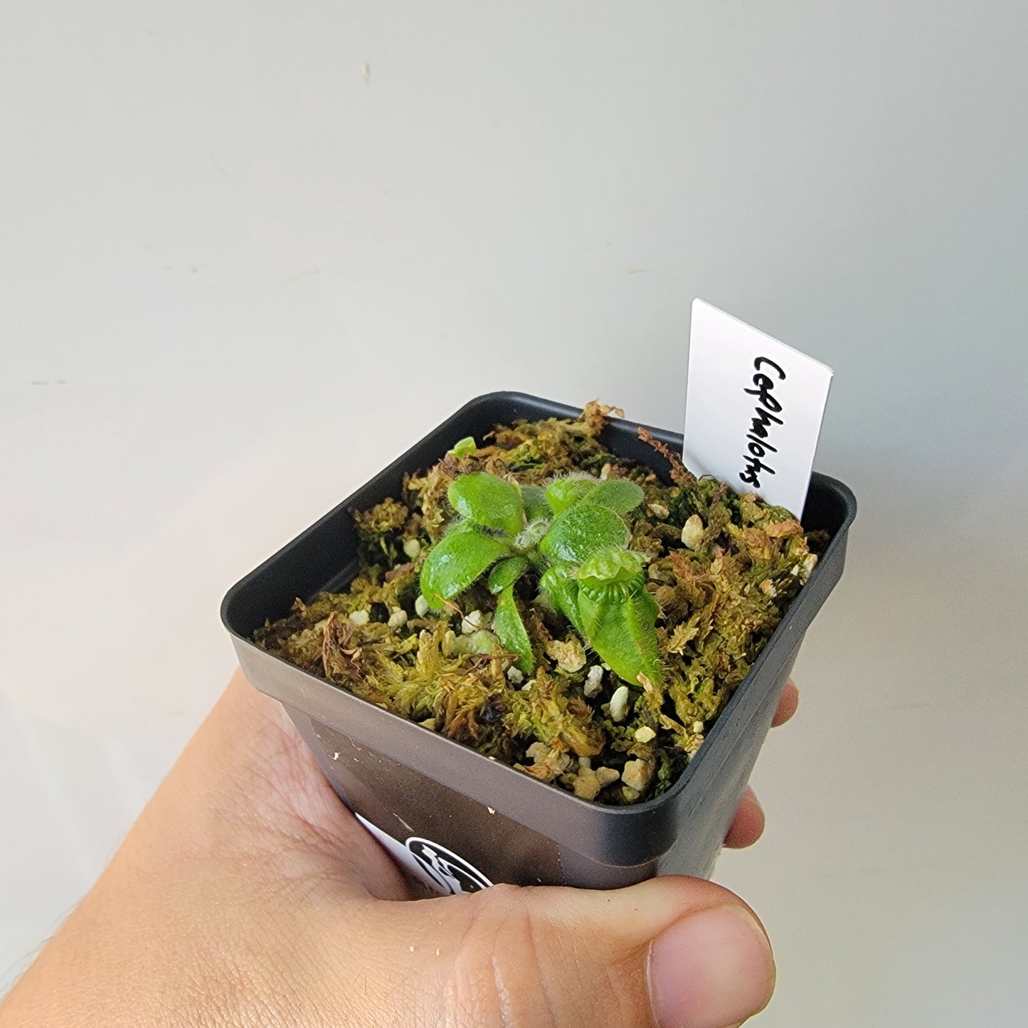 Cephalotus follicularis BE