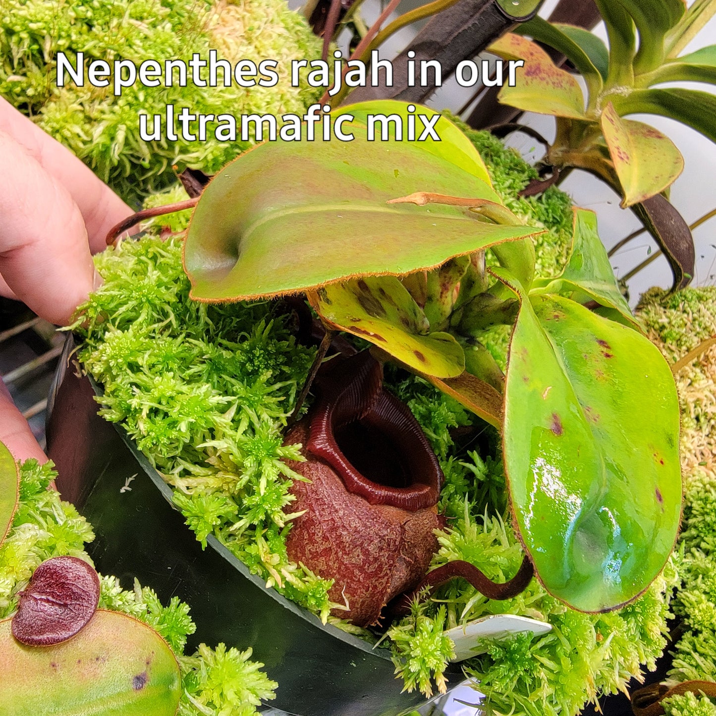 Ultramafic mix 1G for Nepenthes