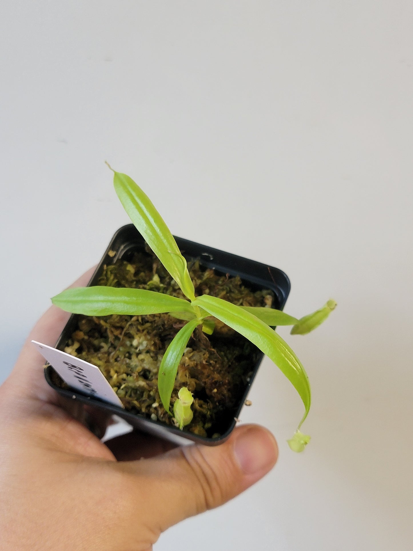 Nepenthes eustachya x gracilis BCP