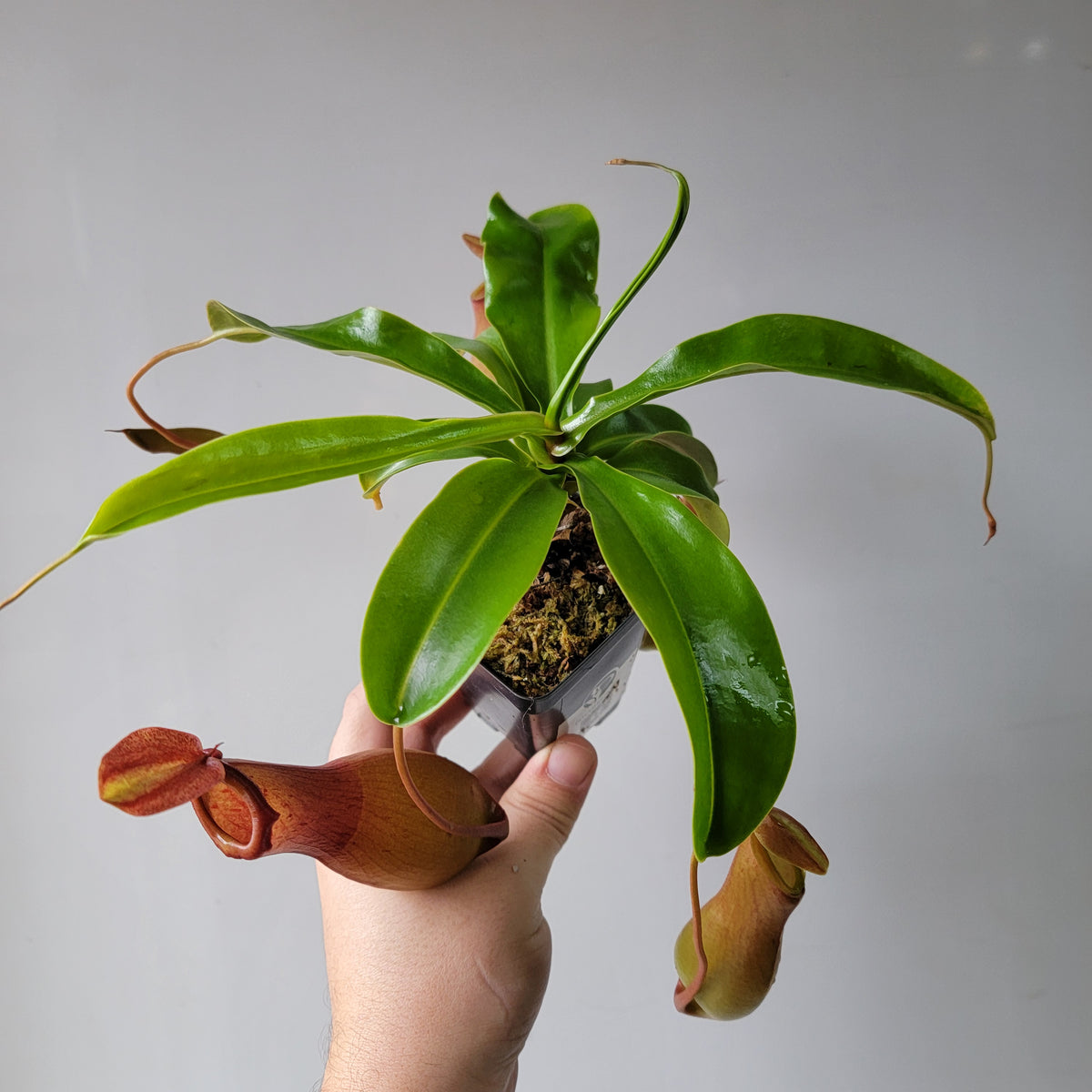 Nepenthes "Ventrata" Large 4"