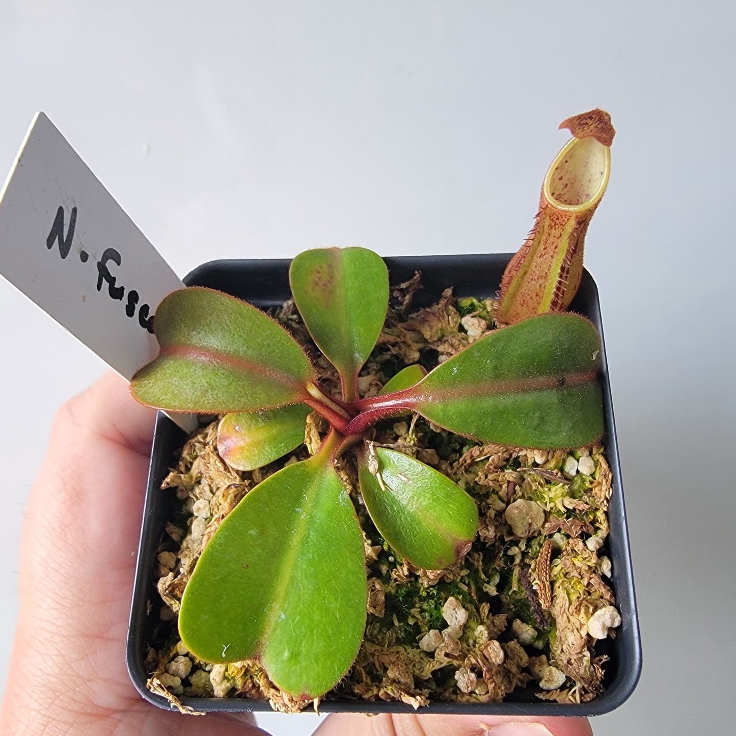 Nepenthes fusca BE