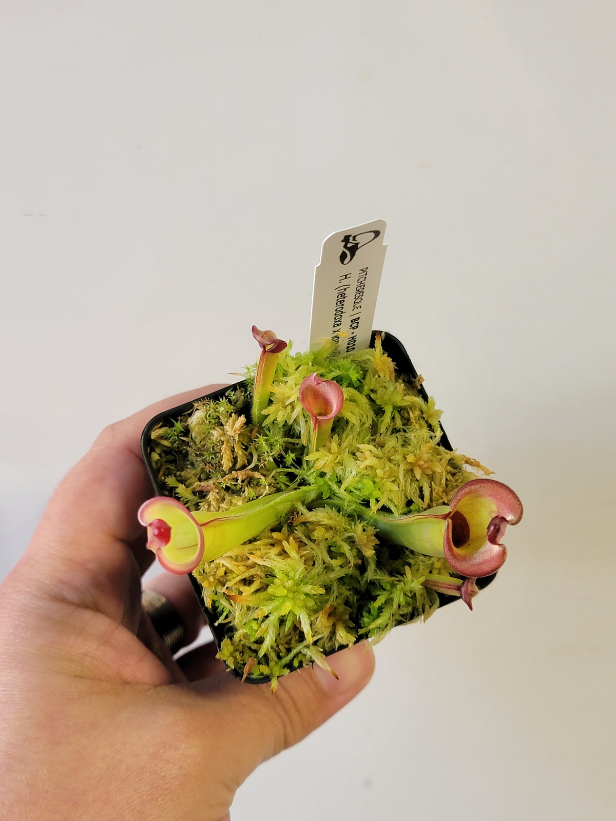 Heliamphora heterodoxa x ionasii BCP