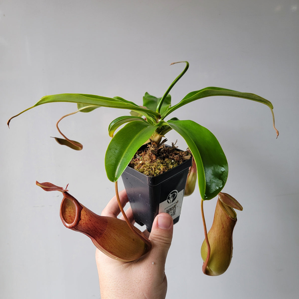 Nepenthes "Ventrata" Large 4"