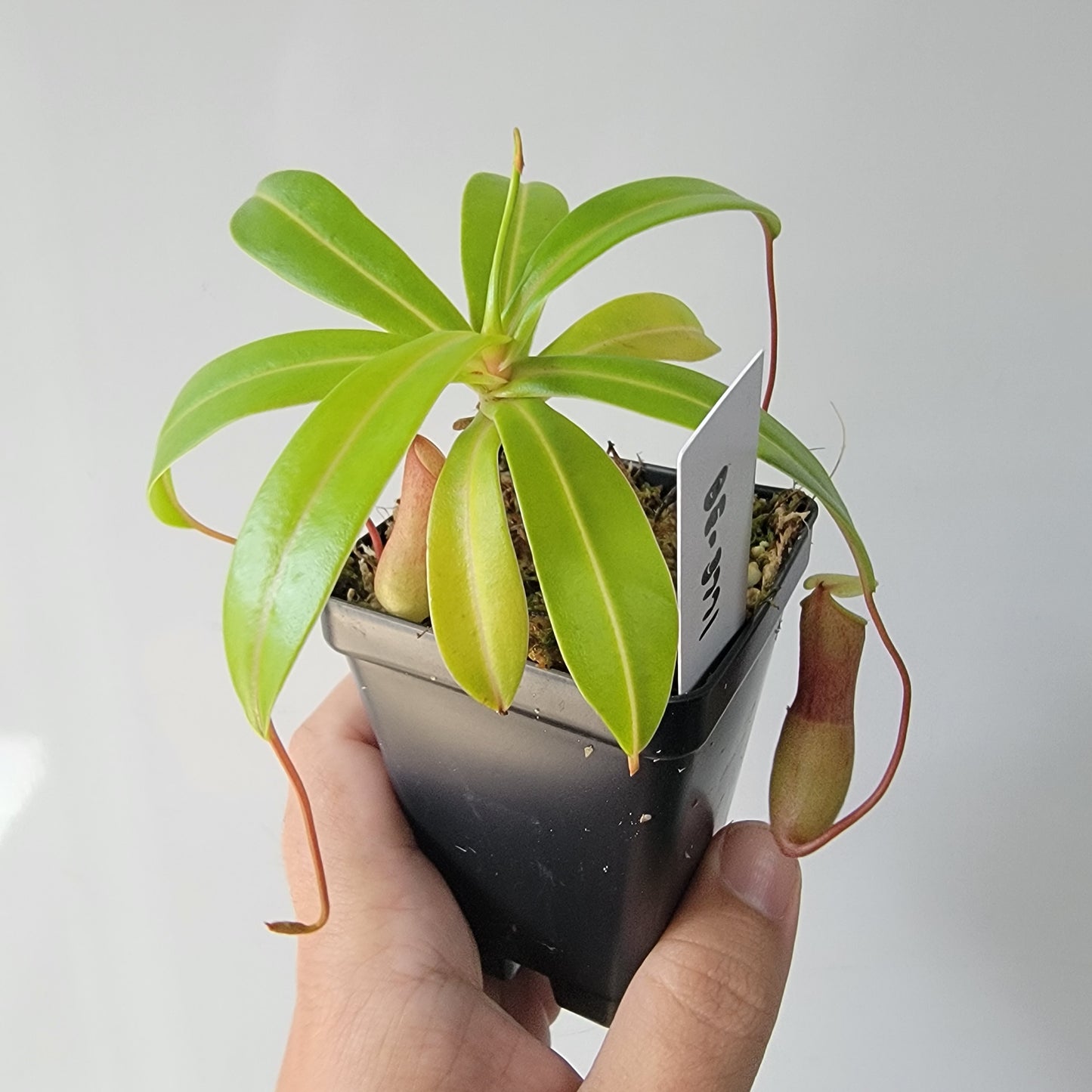 Nepenthes ventricosa BE