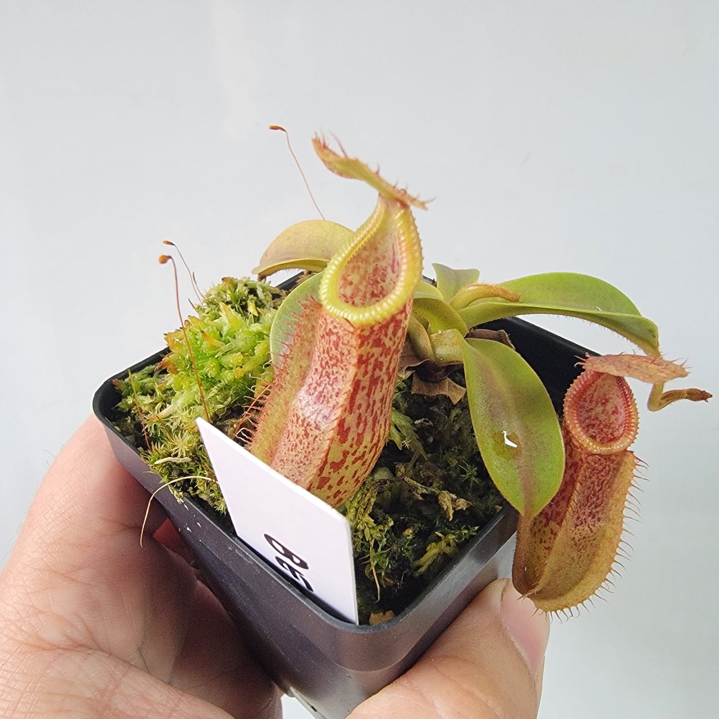 Nepenthes hamata x veitchii BE