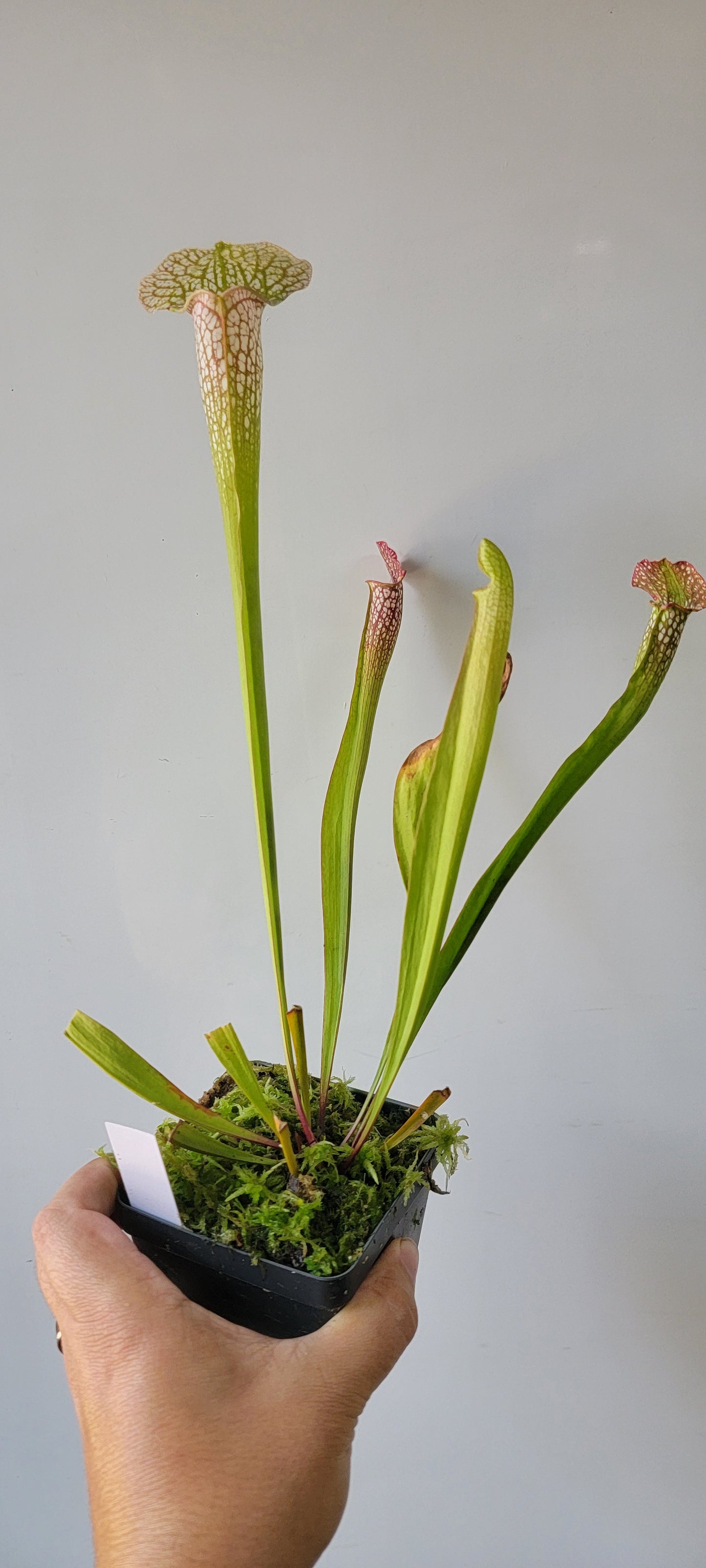 Sarracenia 'Martha's Furnace'