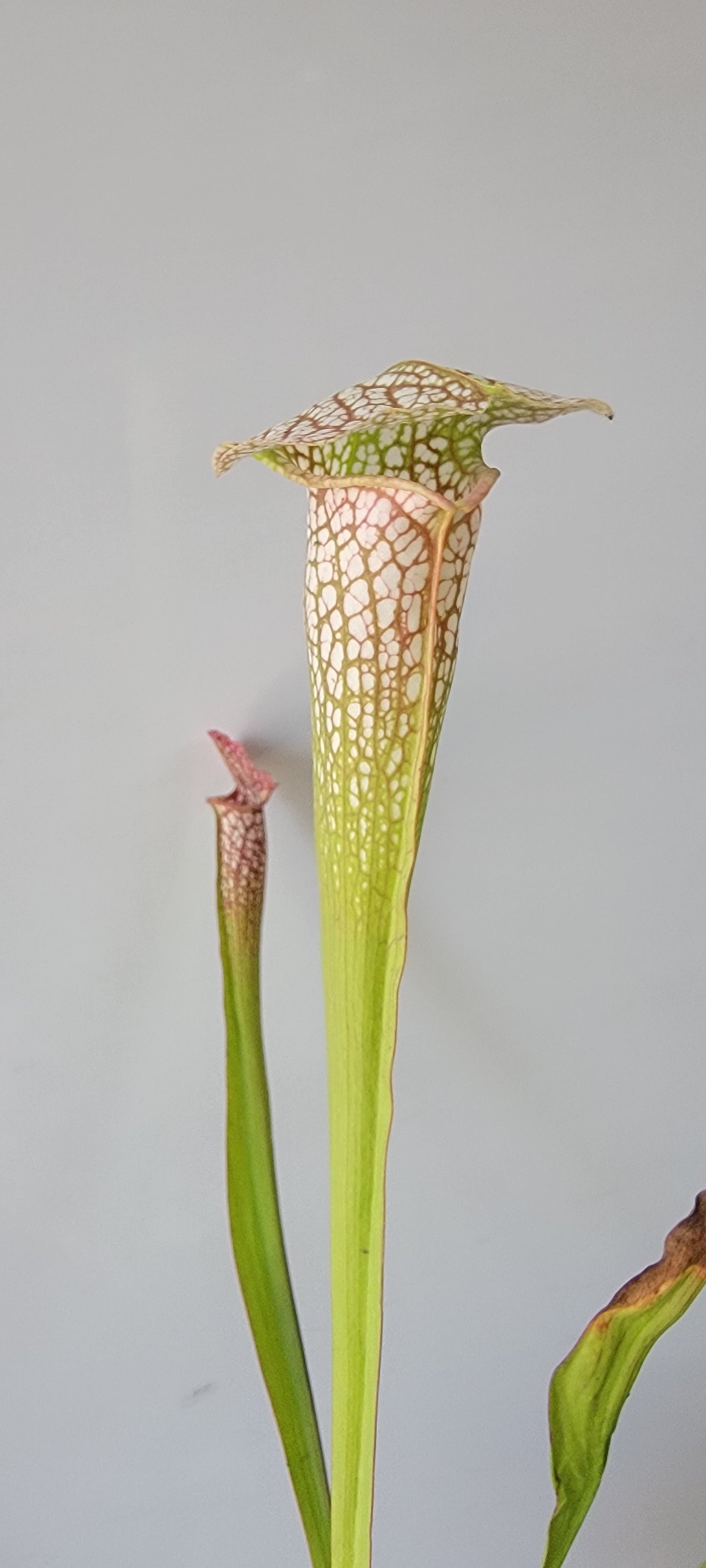 Sarracenia 'Martha's Furnace'