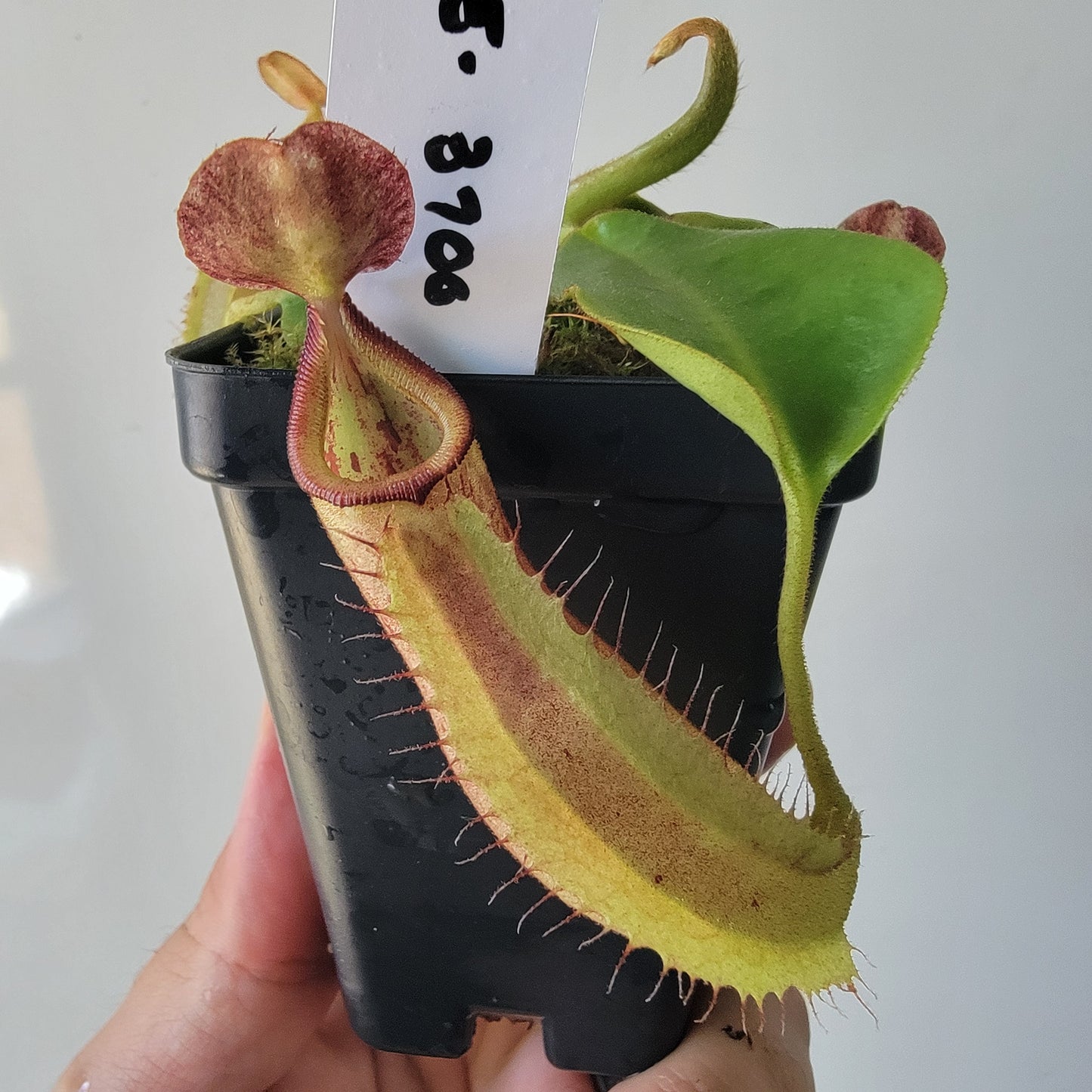 Nepenthes robcantleyi x veitchii 'Sungai Samba' BE