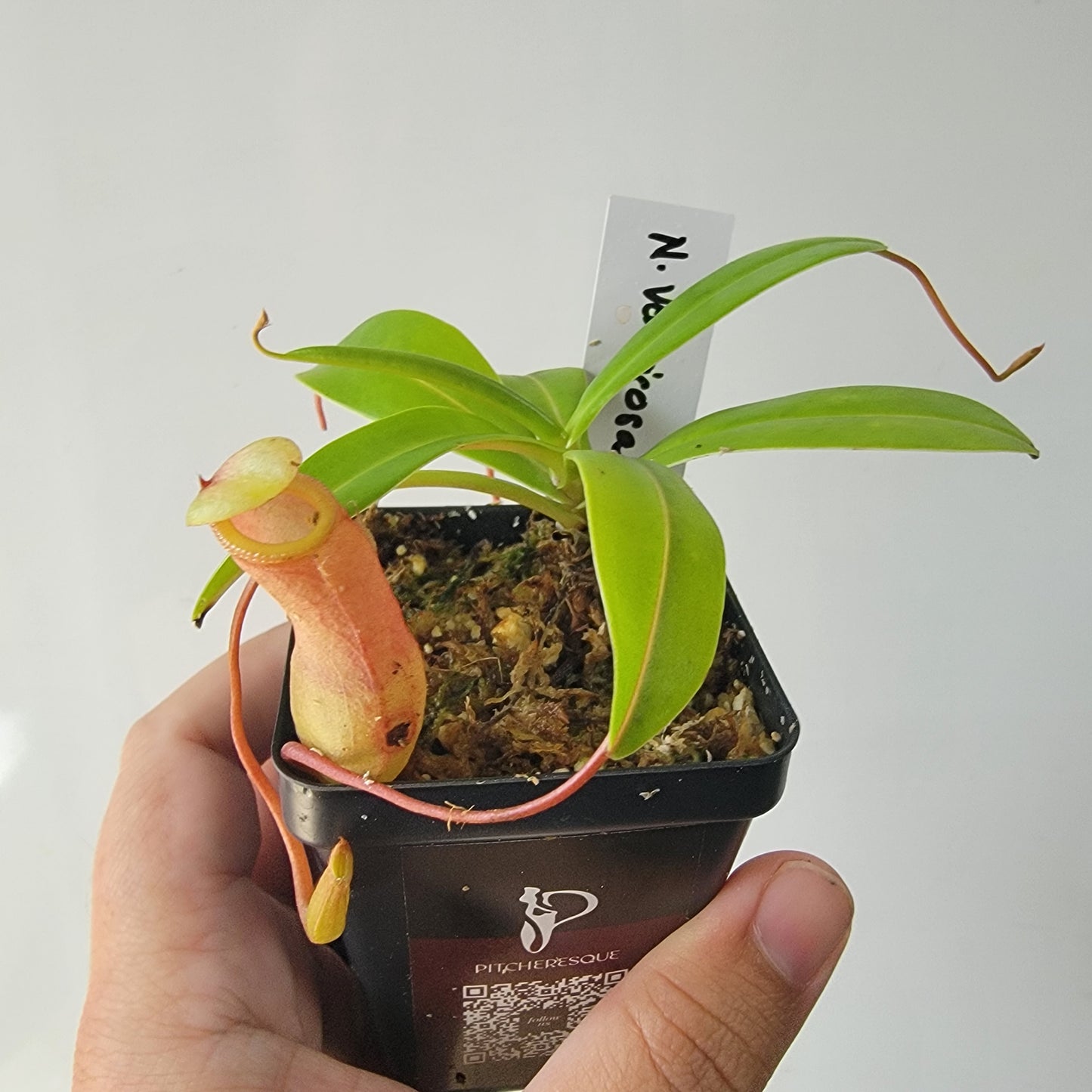 Nepenthes ventricosa BE