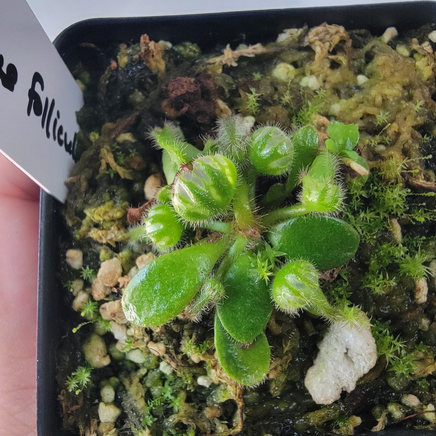 Cephalotus follicularis BE