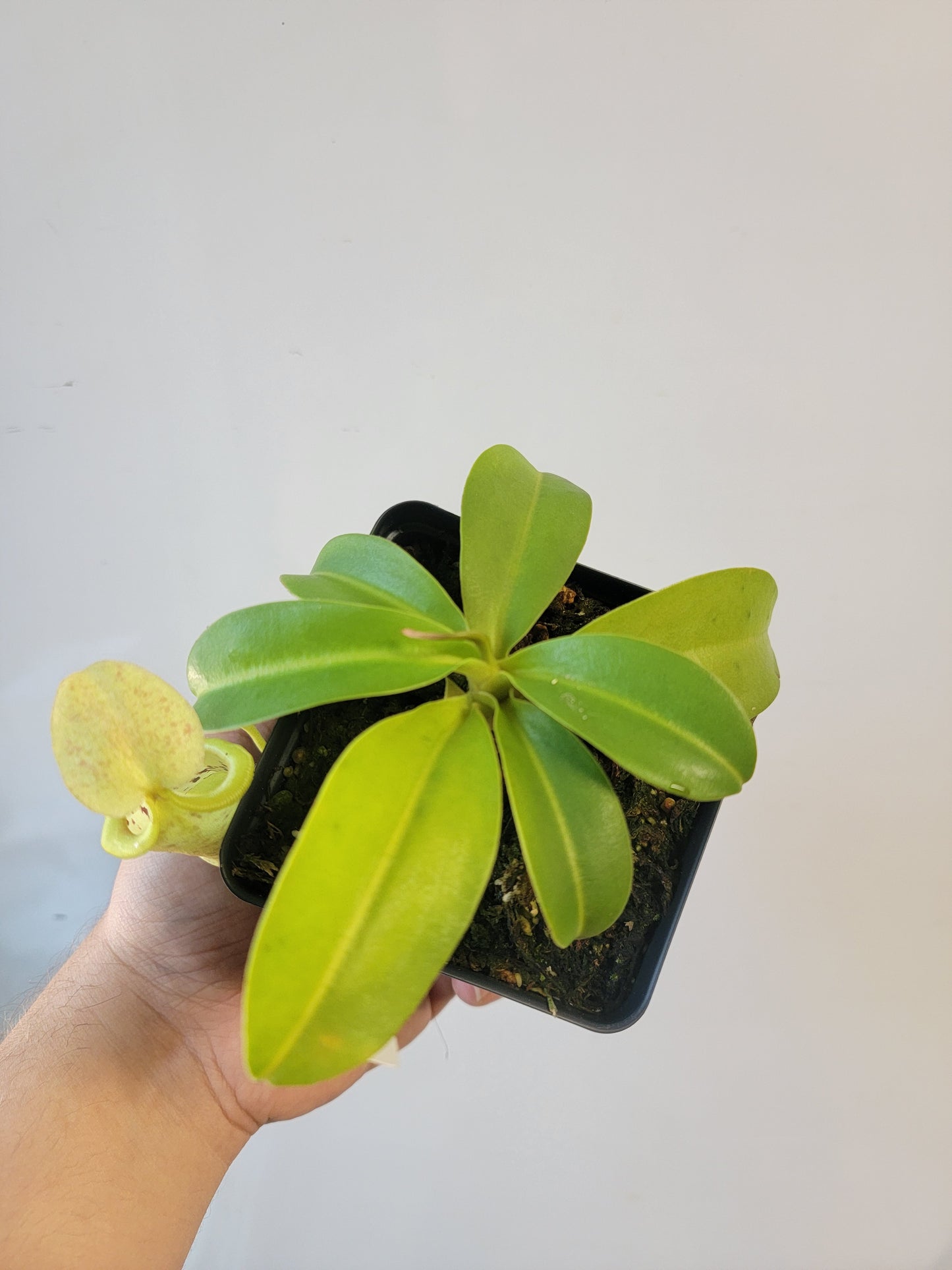 Nepenthes spathulata x campanulata BE