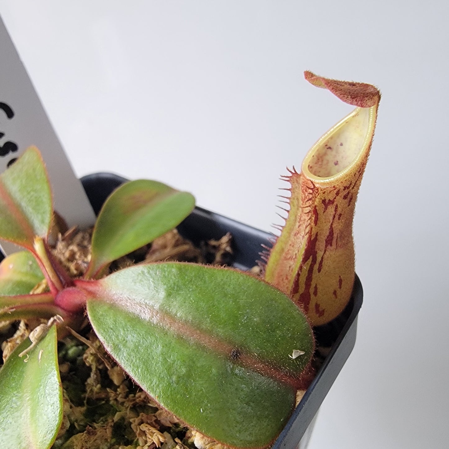 Nepenthes fusca BE