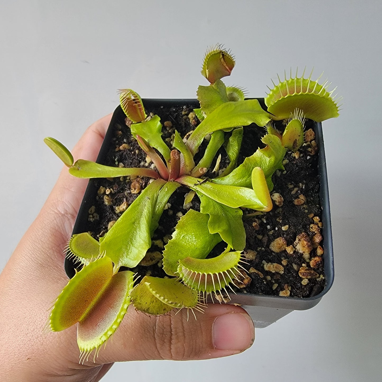 Dionaea muscipula "Typical" XL Venus Fly Trap