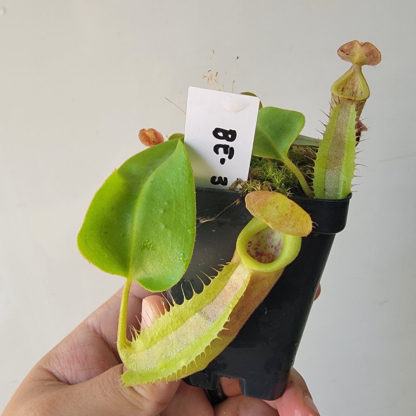 Nepenthes robcantleyi x veitchii 'Sungai Samba' BE