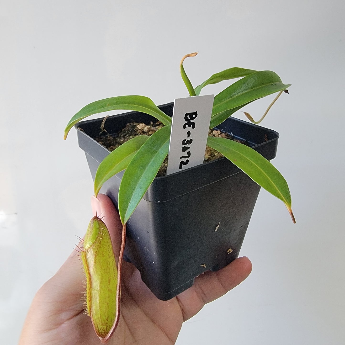 Nepenthes ventricosa x hamata BE