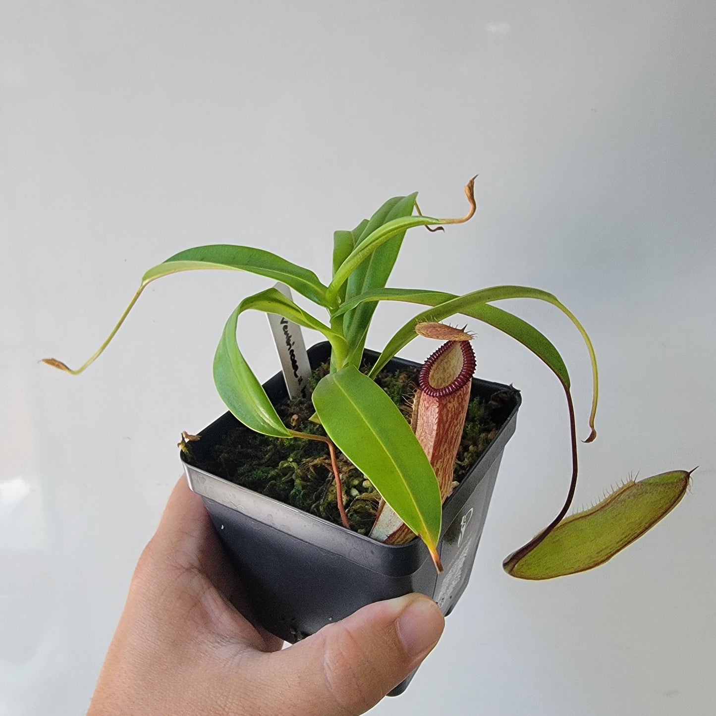 Nepenthes ventricosa x hamata BE