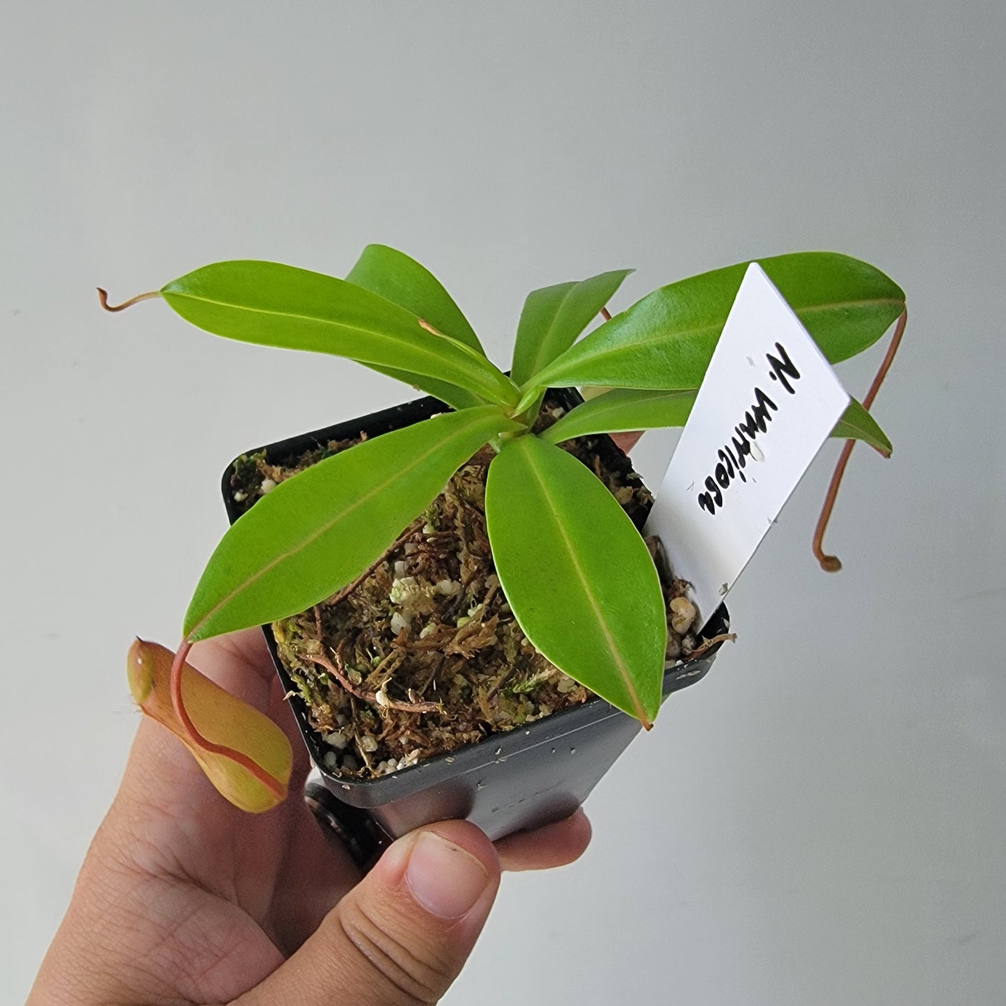 Nepenthes ventricosa BE