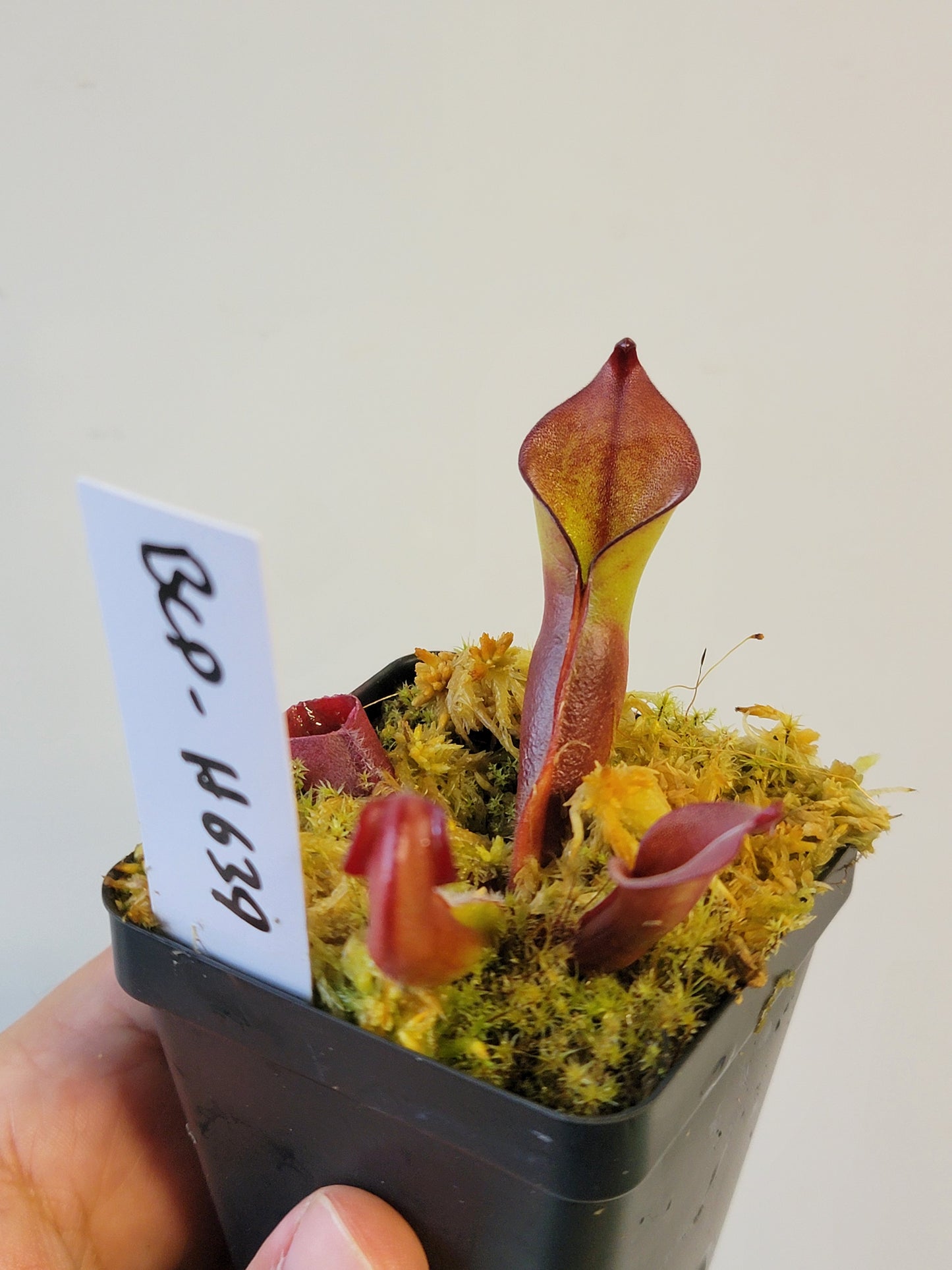 Heliamphora sp. Akopan BCP