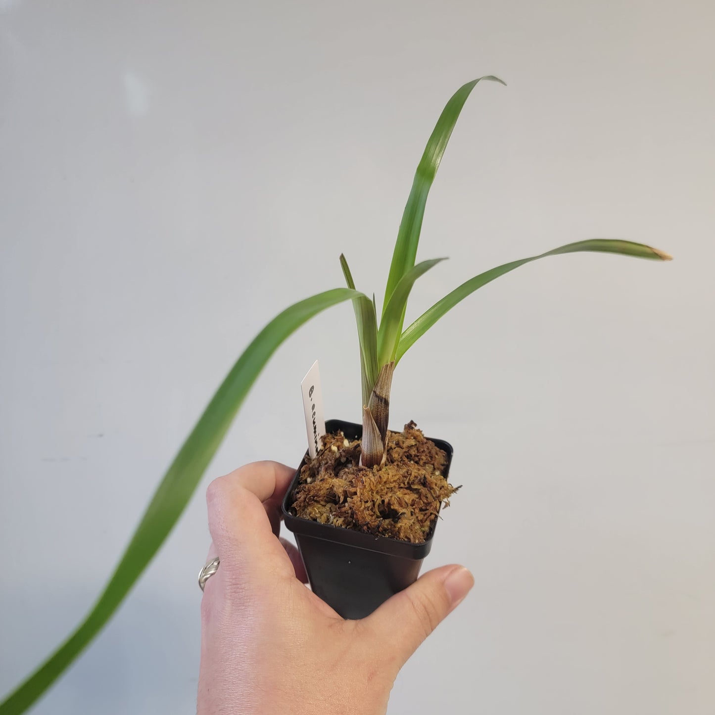 Brocchinia acuminata BCP