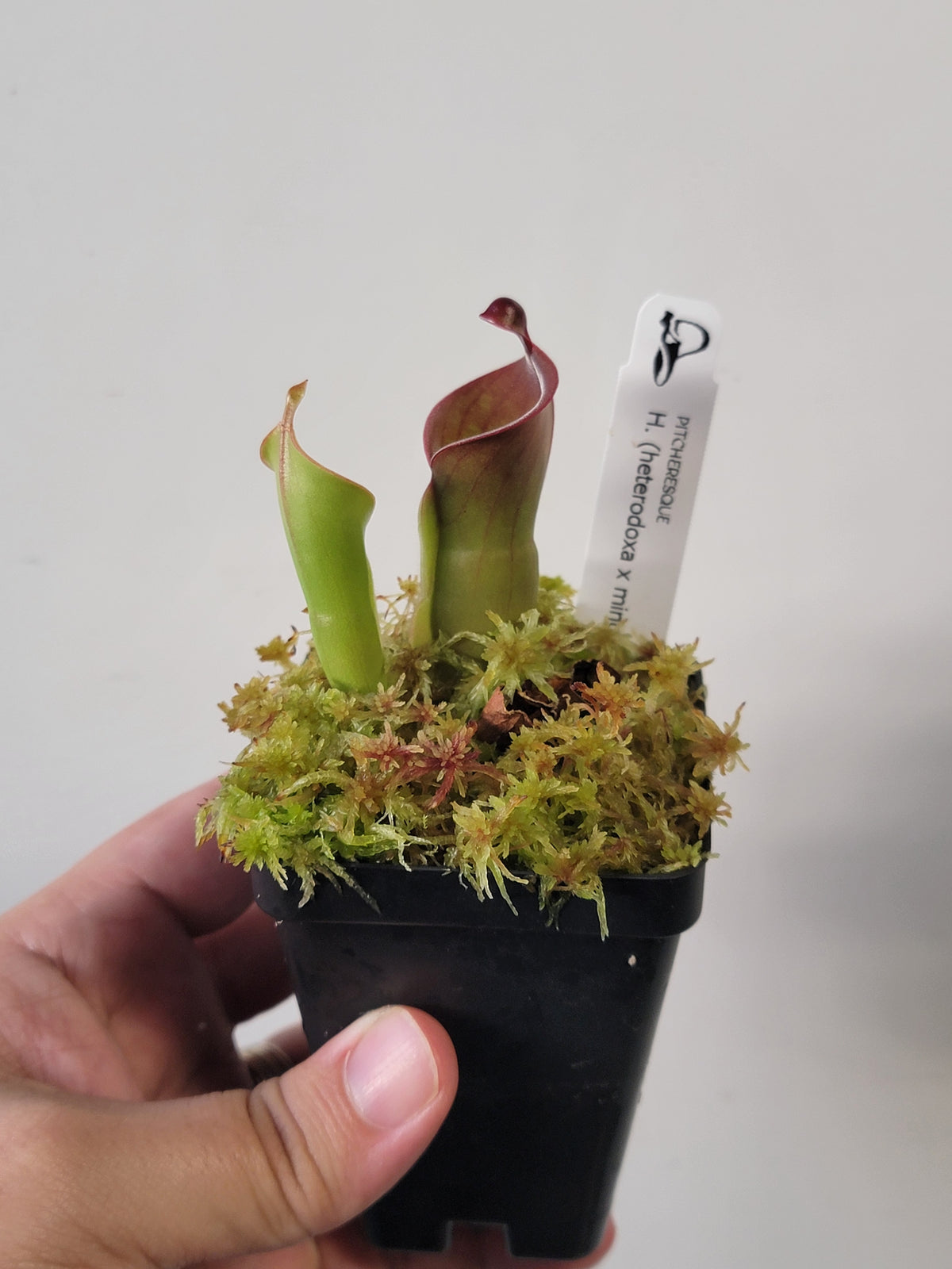 Heliamphora heterodoxa x minor *Small*
