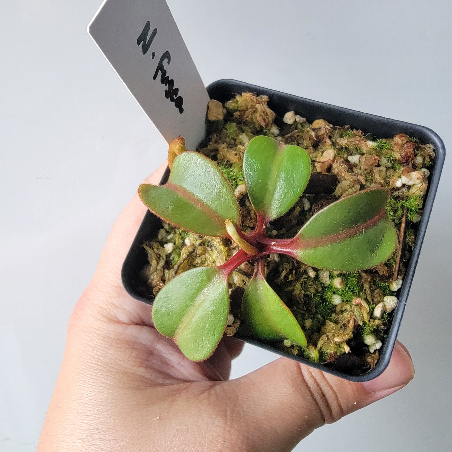 Nepenthes fusca BE