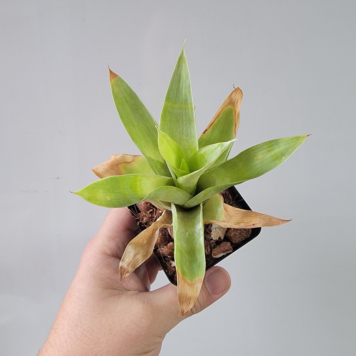 Catopsis berteroniana