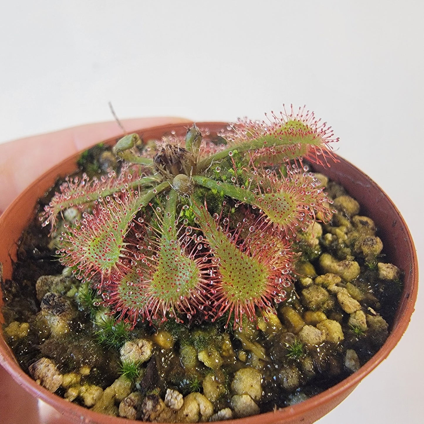 Drosera spathulata