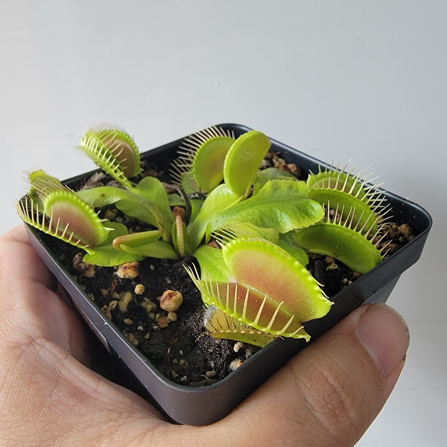 Dionaea muscipula "Typical" XL Venus Fly Trap