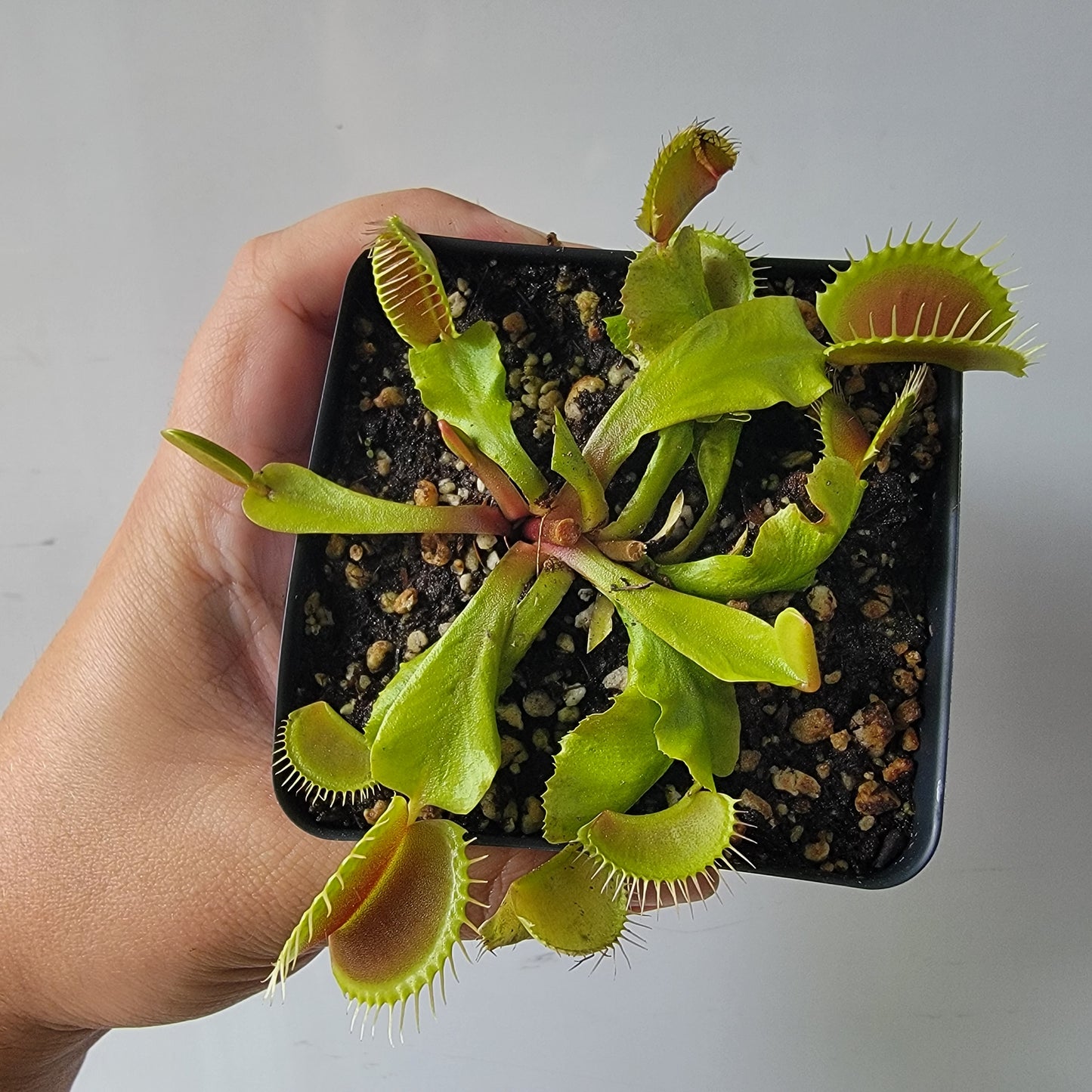 Dionaea muscipula "Typical" XL Venus Fly Trap