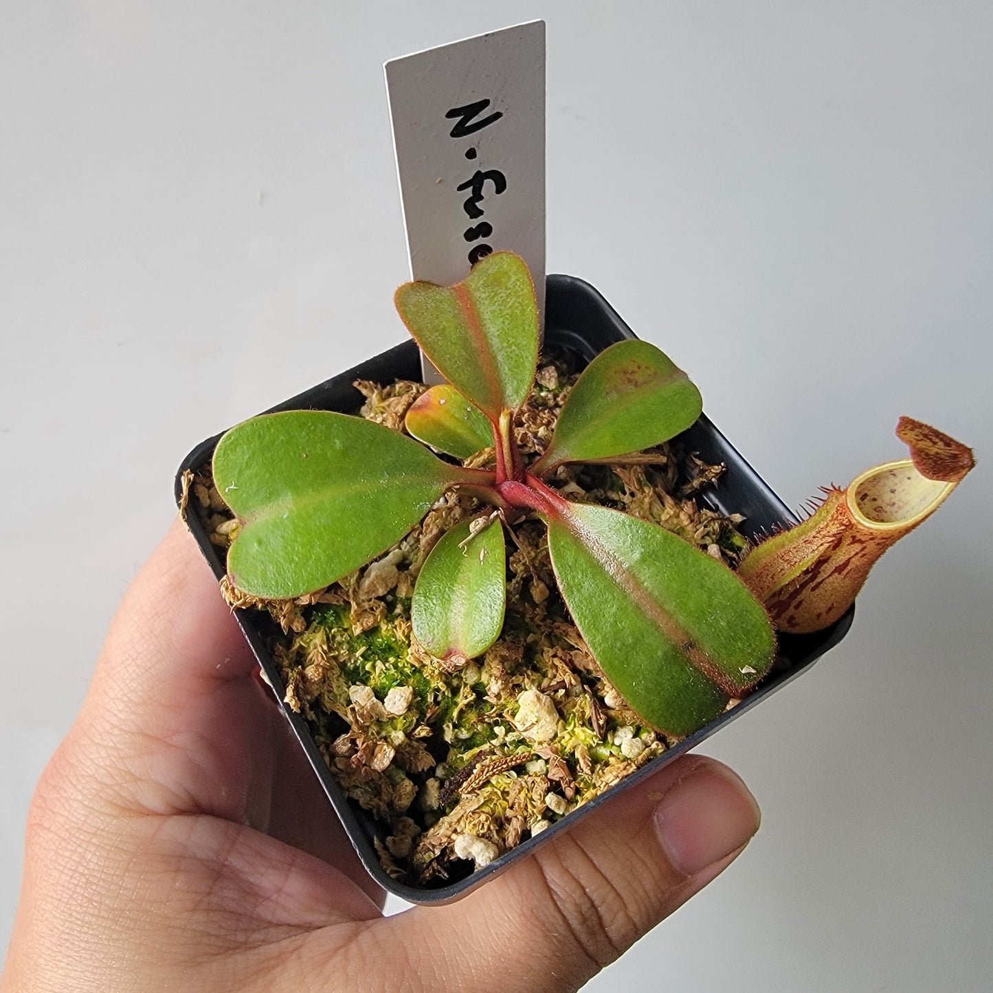 Nepenthes fusca BE
