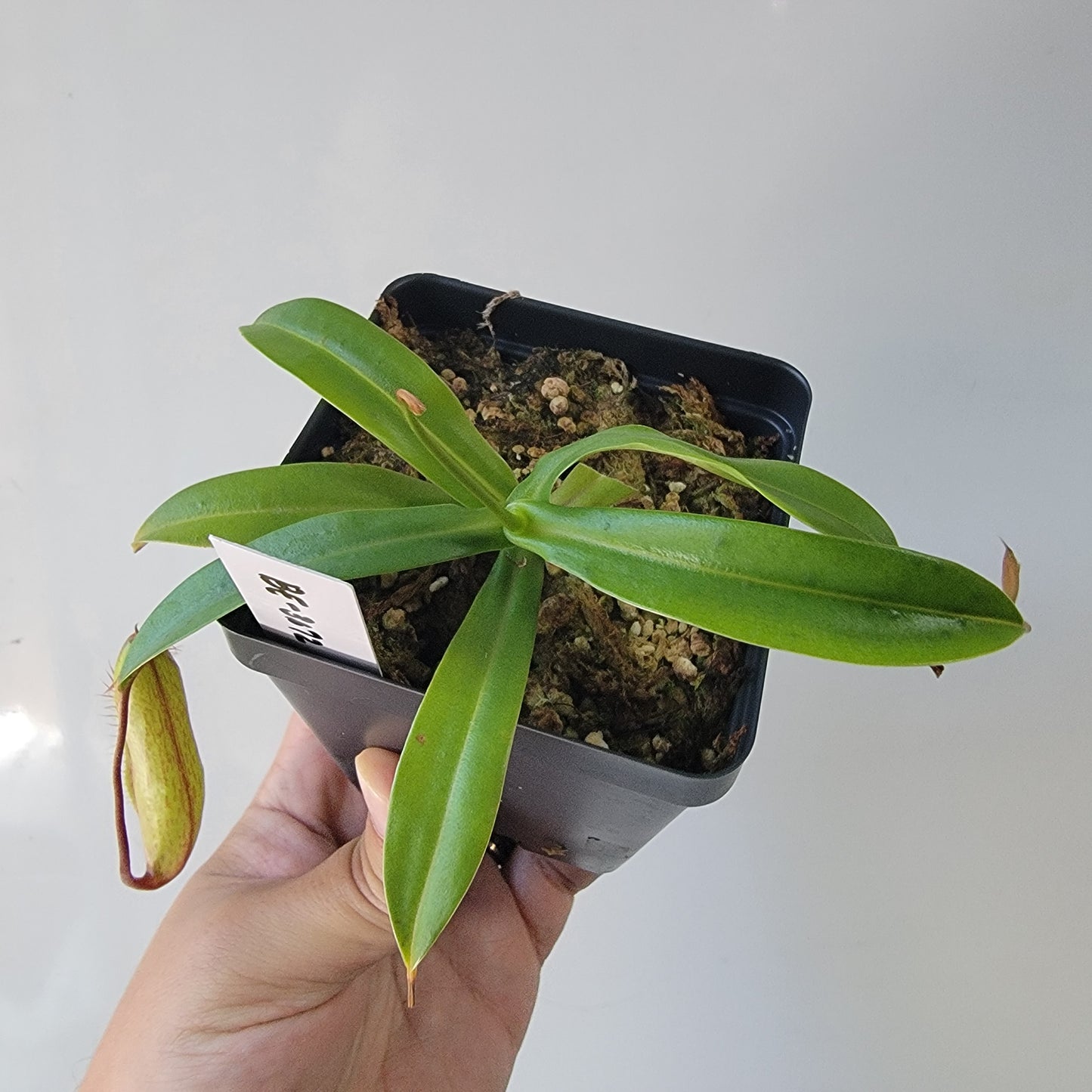Nepenthes ventricosa x hamata BE