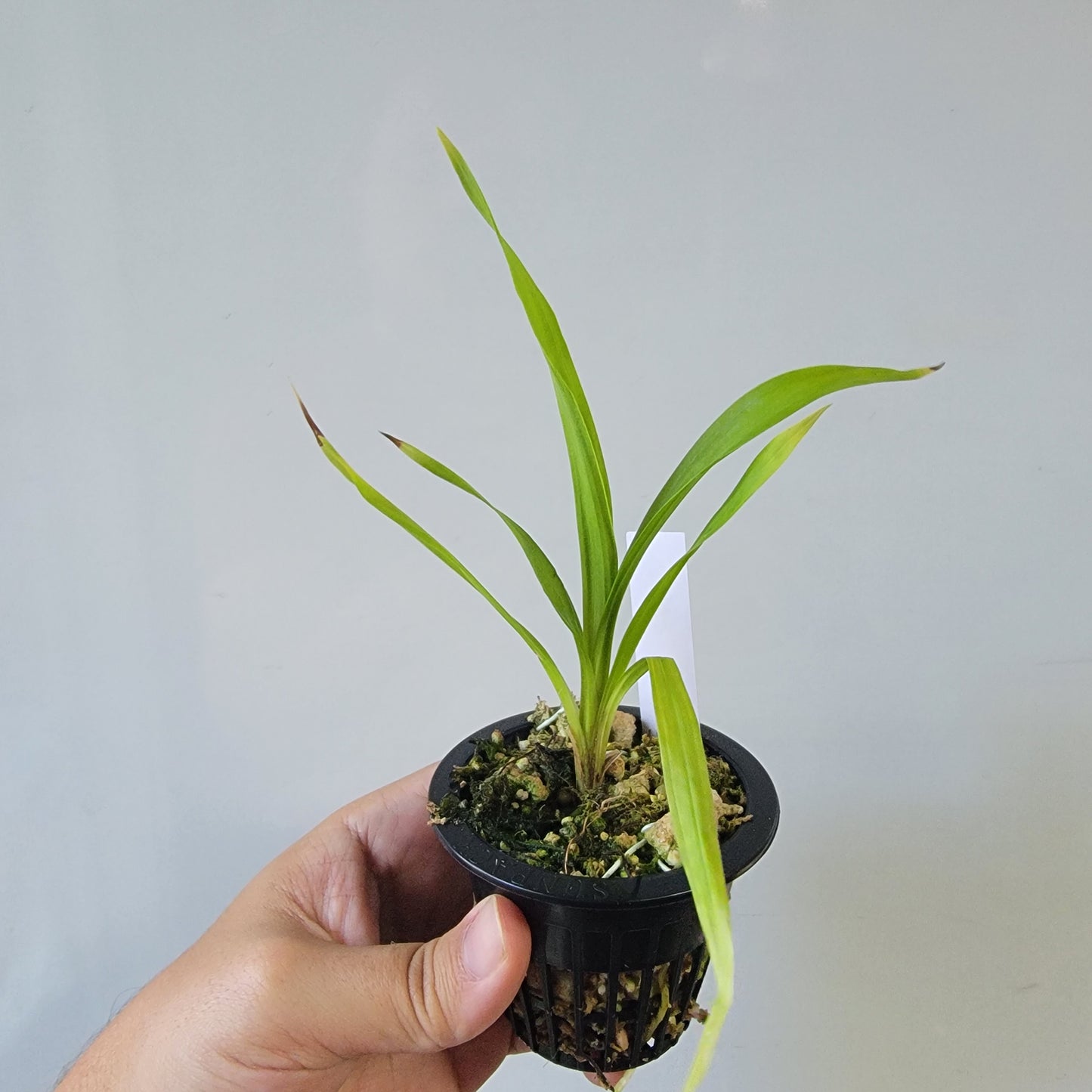 Coryanthes Macrosea x mastersiana Bucket Orchid