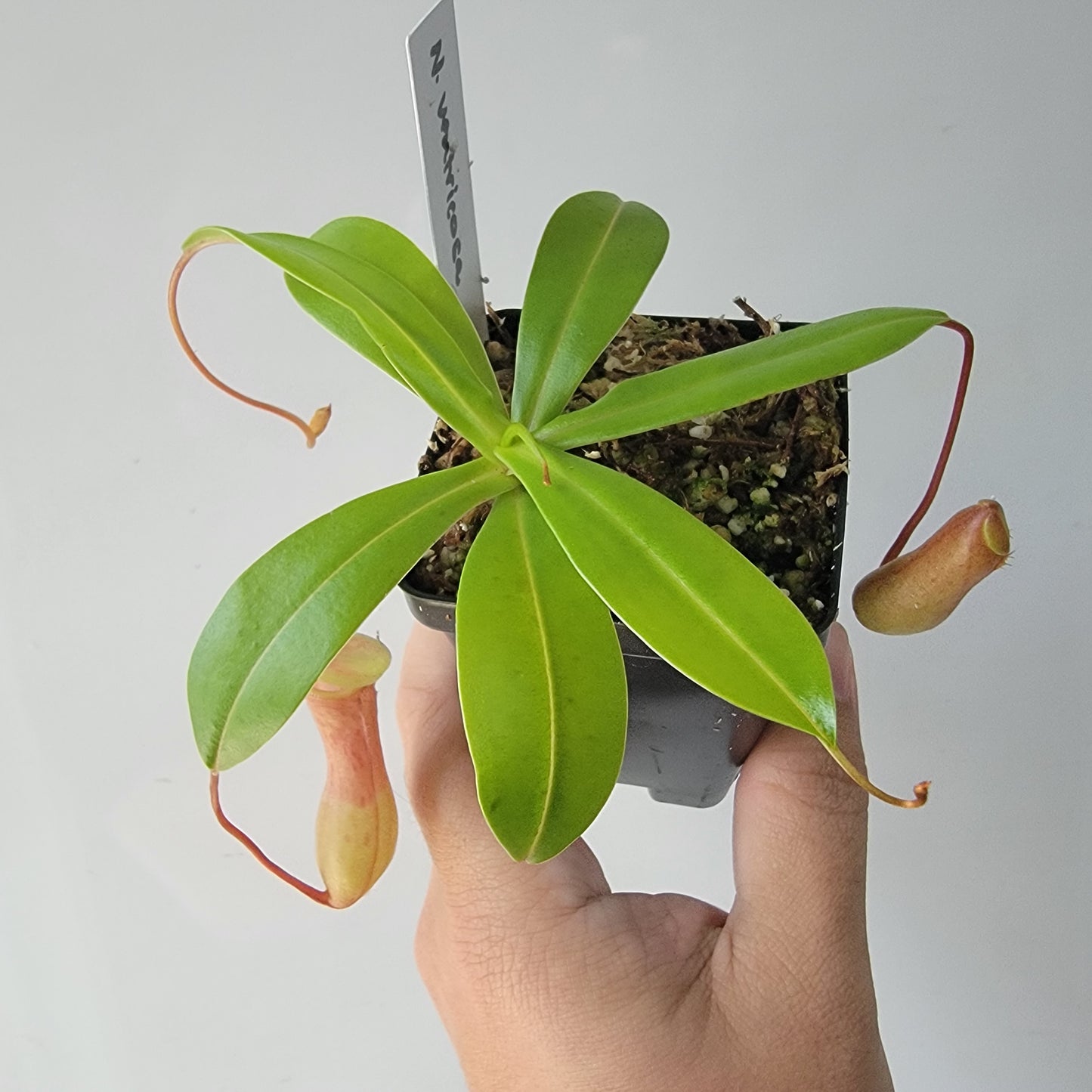 Nepenthes ventricosa BE
