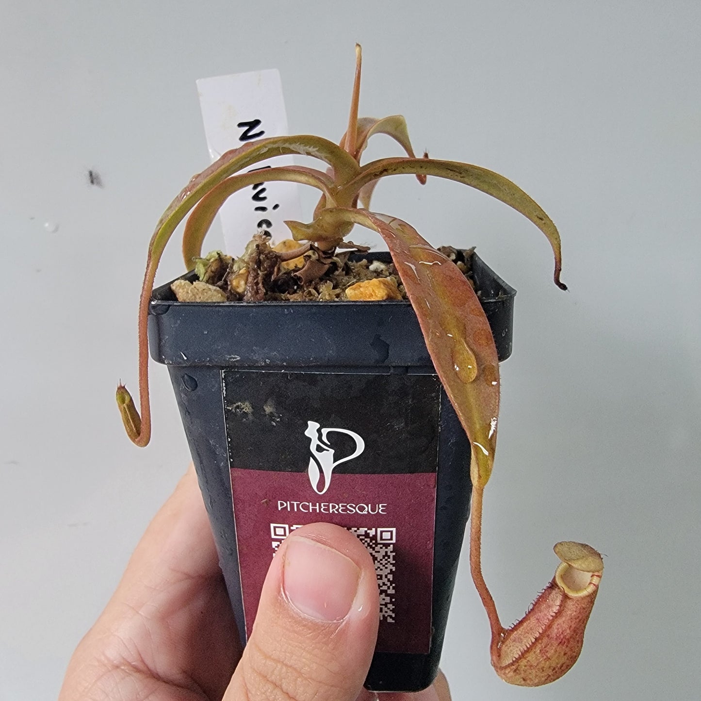 Nepenthes lavicola BE
