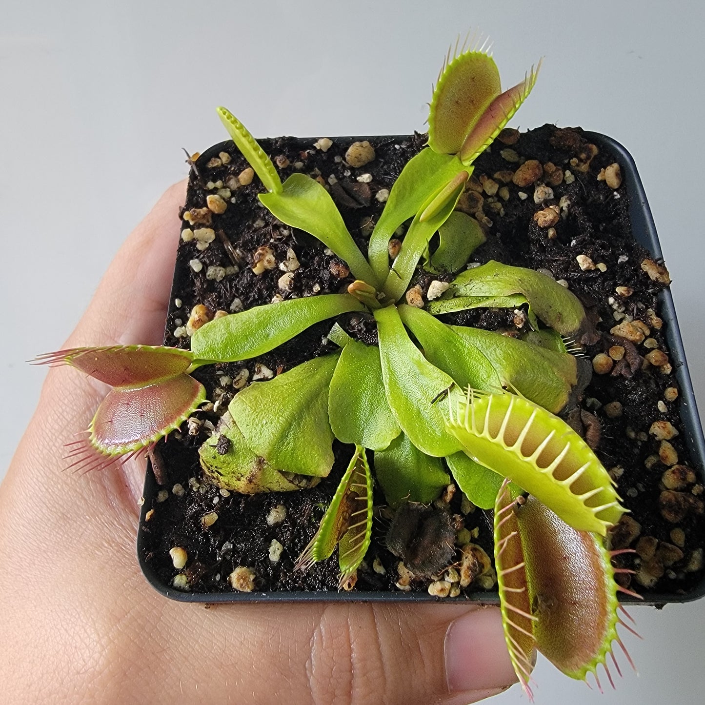 Dionaea muscipula "Typical" XL Venus Fly Trap