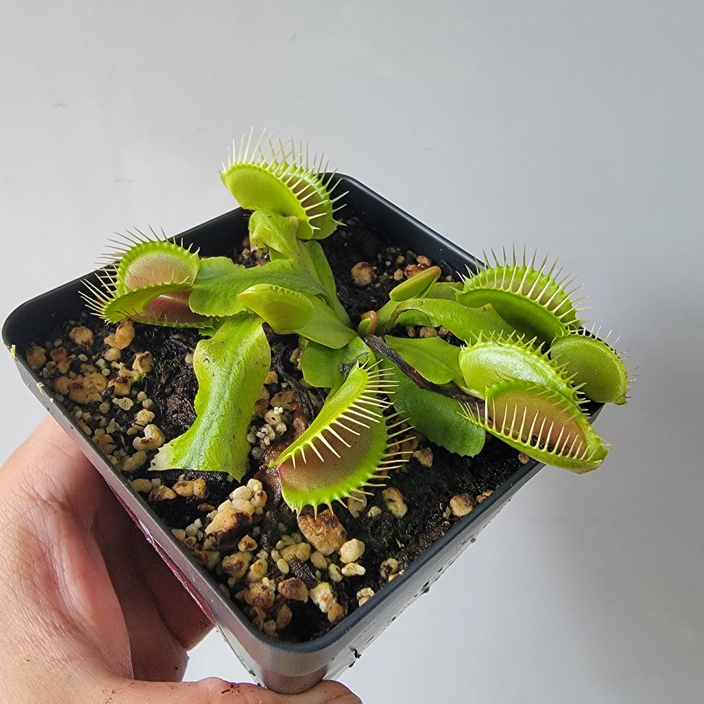 Dionaea muscipula "Typical" XL Venus Fly Trap