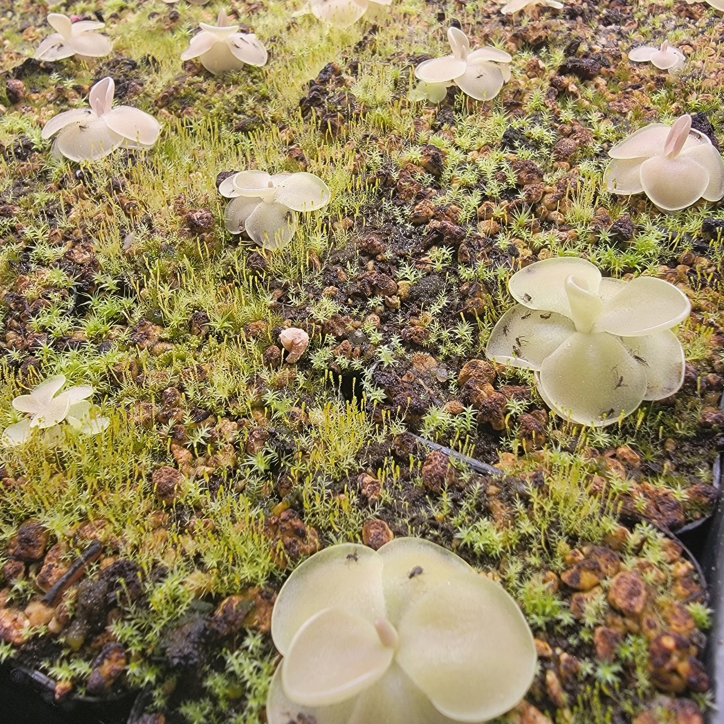 Pinguicula moranensis