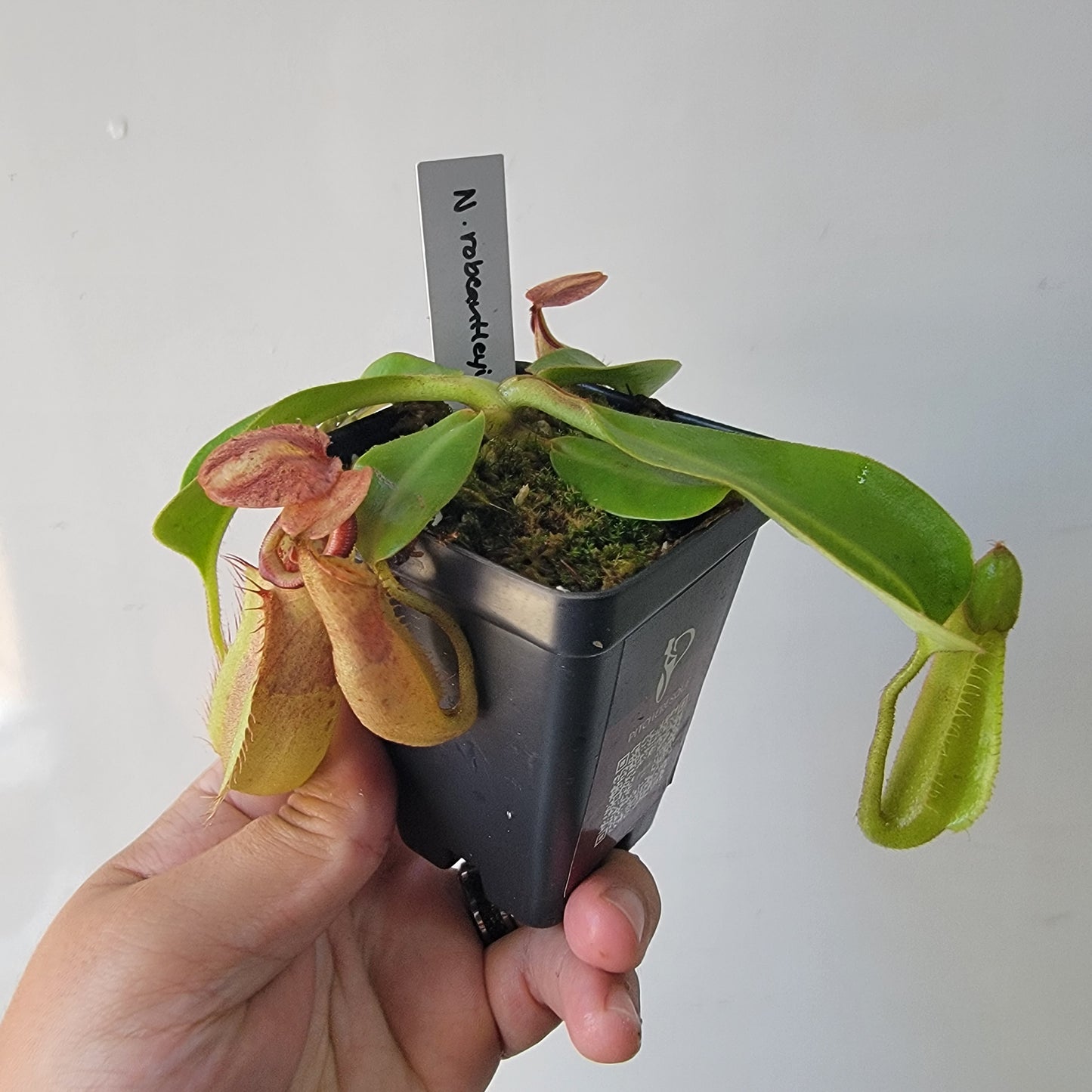 Nepenthes robcantleyi x veitchii 'Sungai Samba' BE