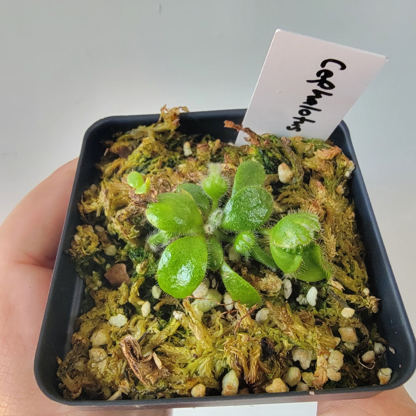 Cephalotus follicularis BE