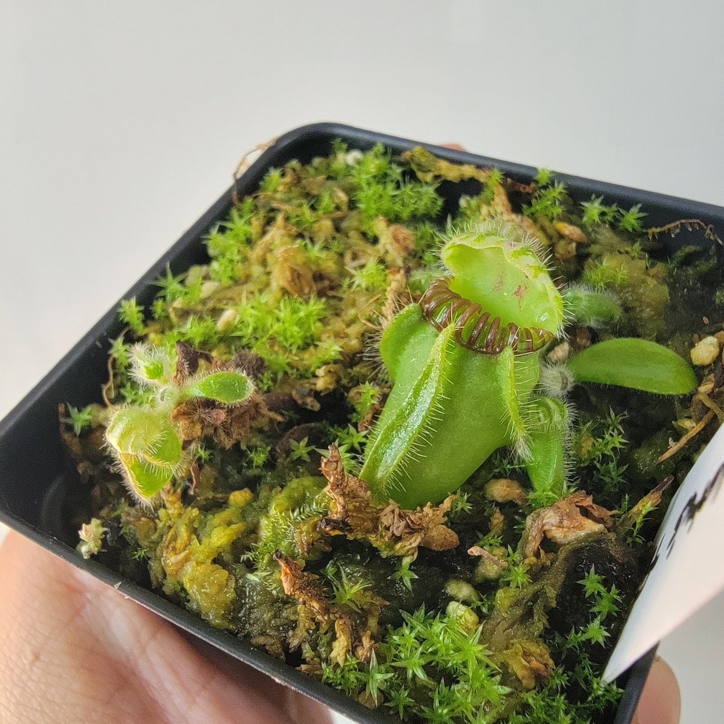 Cephalotus follicularis BE