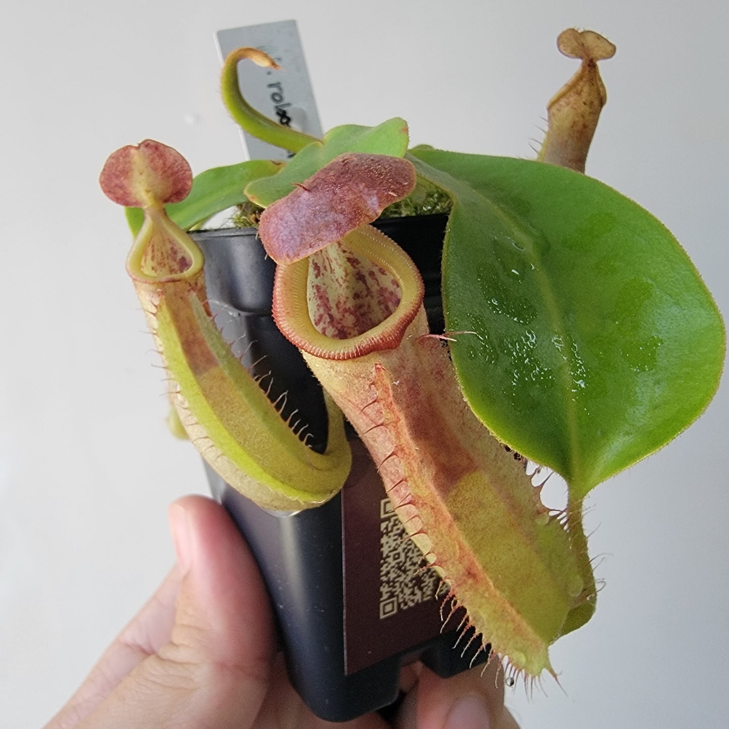 Nepenthes robcantleyi x veitchii 'Sungai Samba' BE