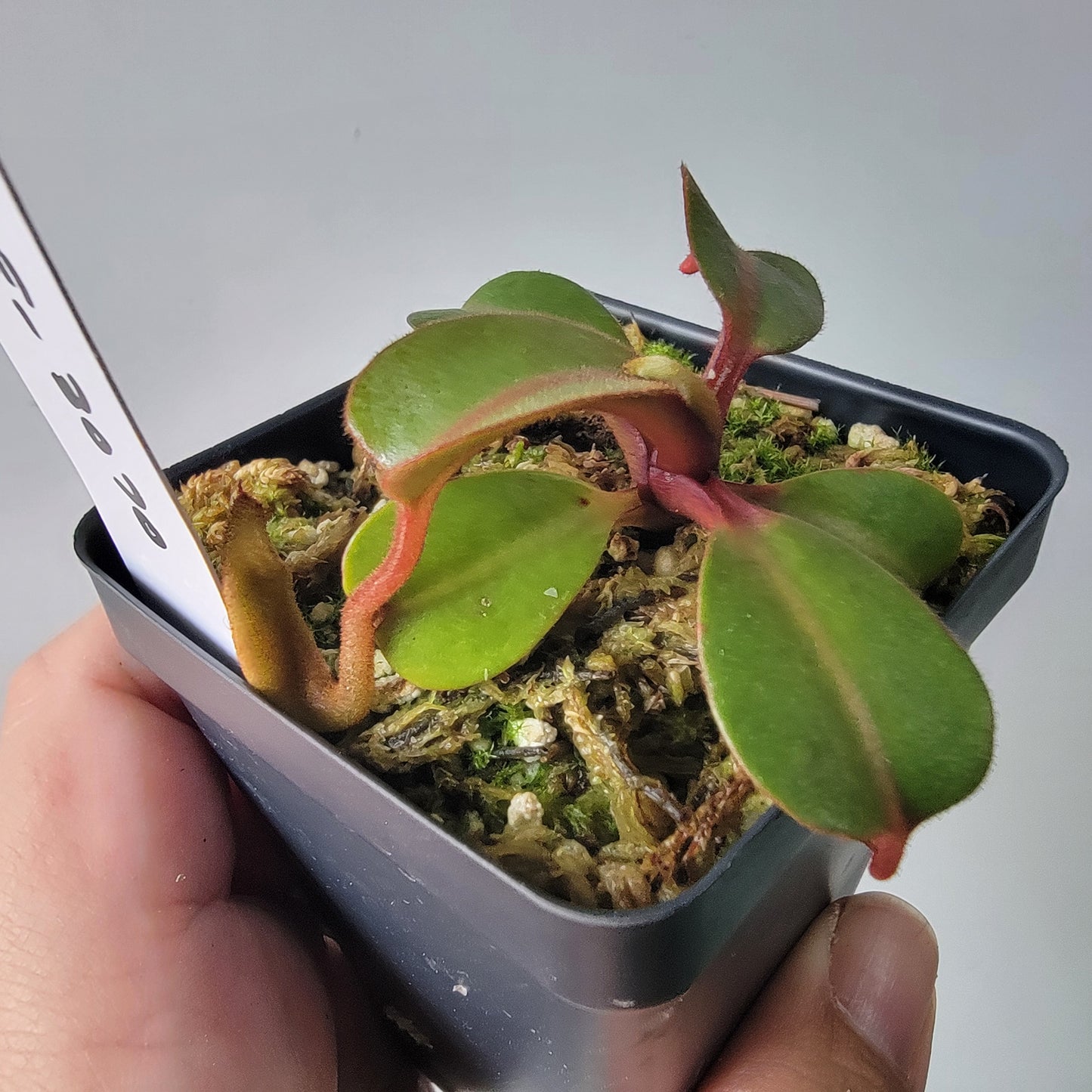 Nepenthes fusca BE