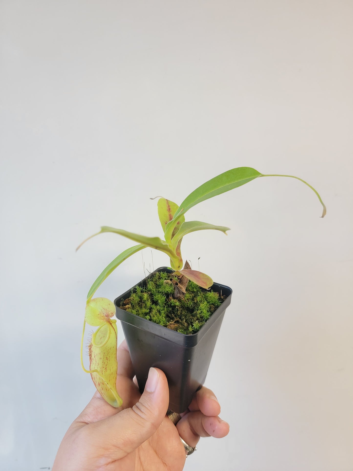 Nepenthes thorelii x maxima (x Rokko) MBRS clone