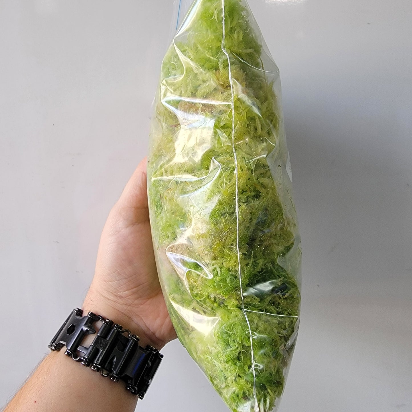 Temperate Sphagnum moss live 1 QT