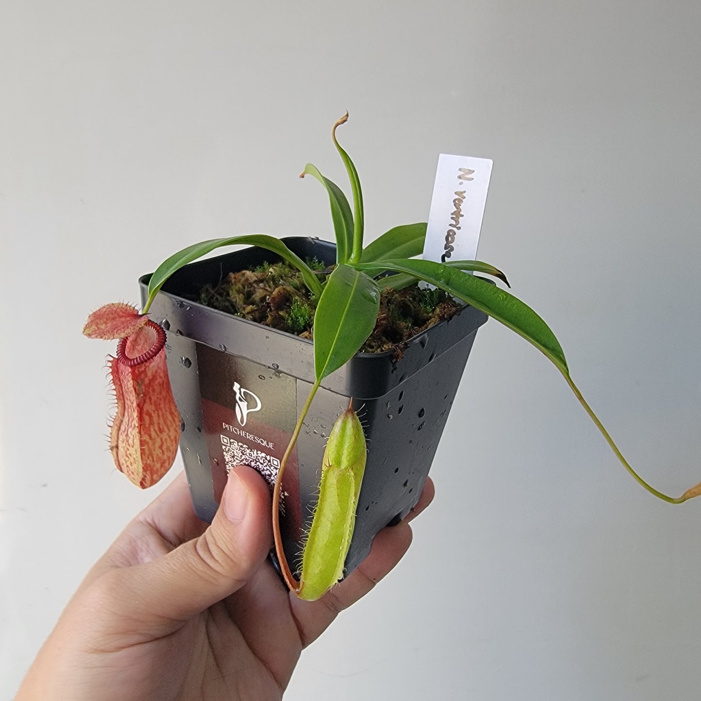 Nepenthes ventricosa x hamata BE
