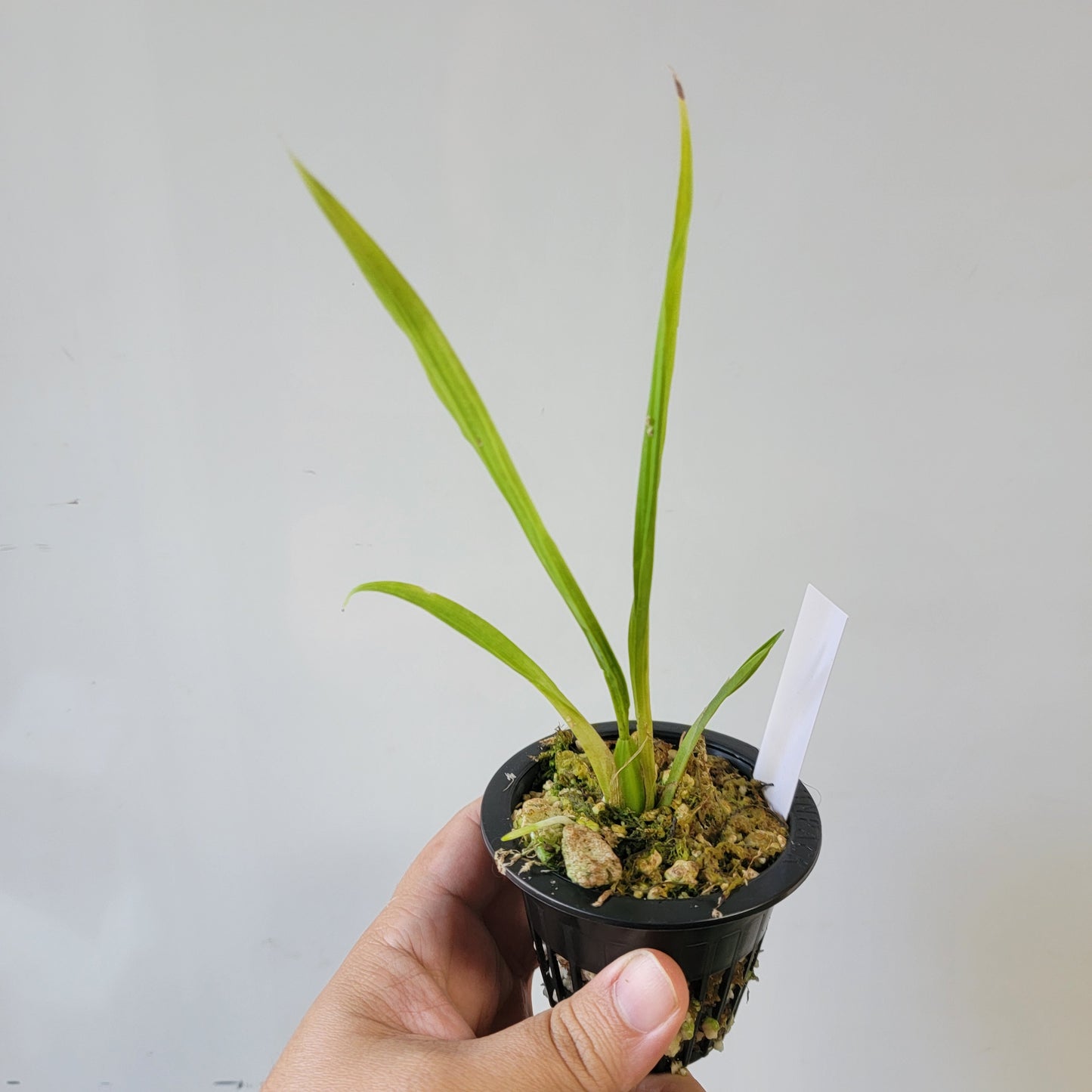 Coryanthes Macrosea x mastersiana Bucket Orchid